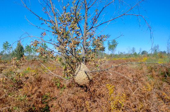 Asian Hornet nest. Nest of Asian hornet or yellow-legged hornet (Vespa velutina nigrithorax Lepeletier) in Nelas, Portugal.