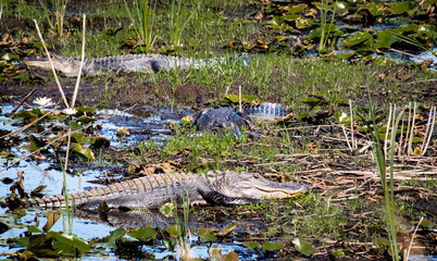 Large American Alligators in wetland environment at Savanah National Wildlife Refuge in Georgia.