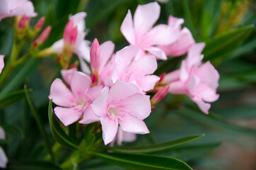 Blooming Pink Oleander flowers (Oleander Nerium) close up. Selective focus.