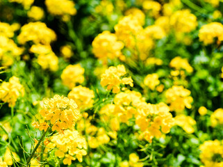 菜の花　【春のイメージ】