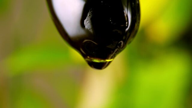 Drop of olive oil drips from black olive.
