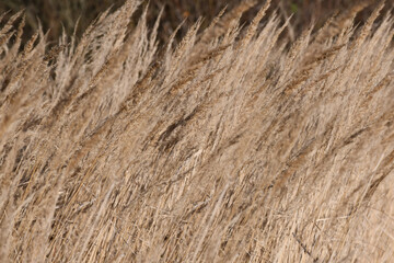 Abstract partially blurred background of dry grass. Selective focus