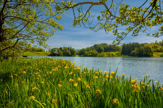 Golden Daffodils