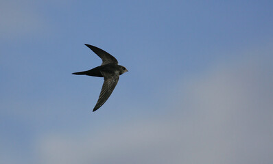 Common Swift (Apus apus) adult flying in blue sky, Baden-Wuerttemberg; Germany
