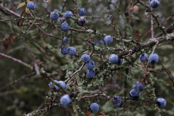 Blue berries of blackthorn ripen on bushes