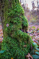 Beautiful moss entwined in the tree. November 2020