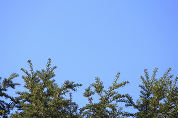 pine tree leaves and blue sky ( 4214 )
