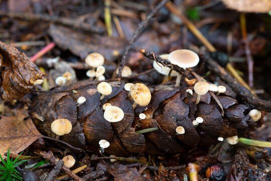 Mushrooms Strobilurus sp. growing on spruce cone