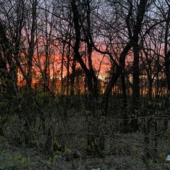 sunset in the forest