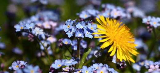 Among small blue flowers of a forget-me-not there is a big yellow flower of a dandelion.