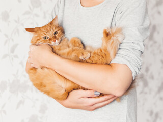 Woman cuddles her cute ginger cat. Fluffy pet looks pleased and sleepy. Fuzzy domestic animal. Cat...