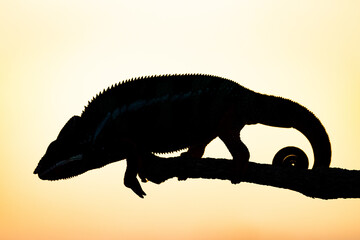 Silhouette of Panther chameleon (Furcifer pardalis). The latin name is derived from latin root...