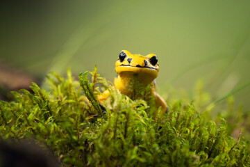 Fire salamander (Salamandra salamandra) is the best known salamander, with its black spots on...