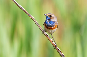 Bluethroat, Luscinia svecica. The bird sits on a cane stalk by the river.