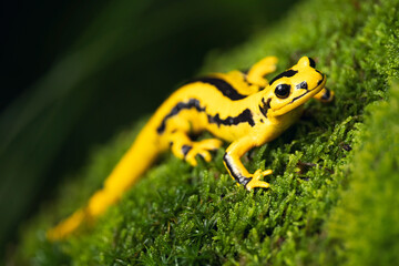 Fire salamander (Salamandra salamandra) is the best known salamander, with its black spots on yellow body. Fire salamanders live in forest of Central Europe and hilly areas, ponds or brooks. - obrazy, fototapety, plakaty