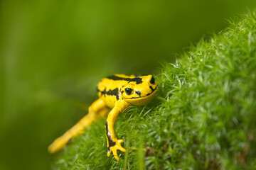 Fire salamander (Salamandra salamandra) is the best known salamander, with its black spots on...