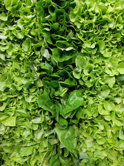 Full frame of fresh and green lettuce  rows
