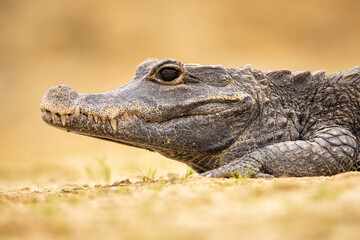 Detail and close up shot of a crocodile. Very dangerous yet endangered animal.