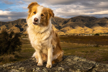 A very cute and adorable young sheepdog sitting on a rock with rolling hills in the background.