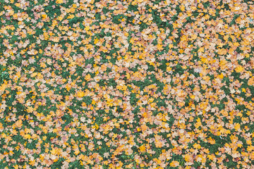 fallen leaves lie on the green grass