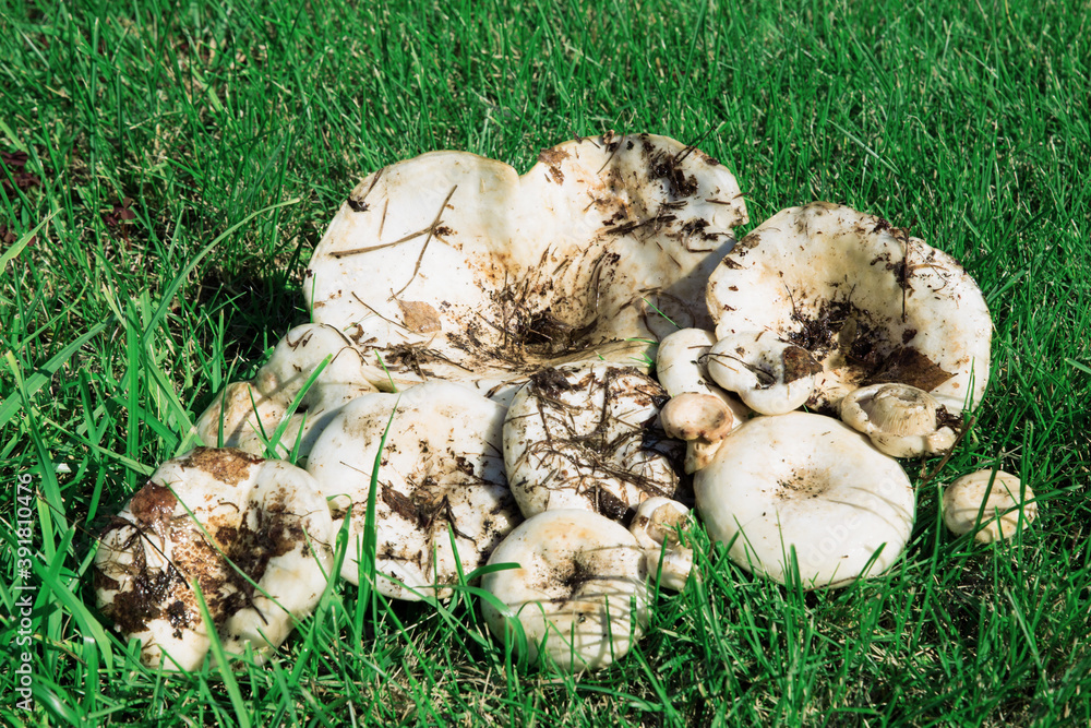 Wall mural white lactarius resimus mushroom genus lactarius family russulaceae. mushrooms lie on the green gras