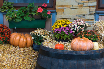 Autumn decor with natural straw bale, pumpkins, flowers and old wooden barrels. Harvest and garden outdoor decorations for Halloween, Thanksgiving, autumn season still life. Fall styled composition.