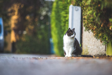 Cute cat is sitting on the road, blurry colorful background