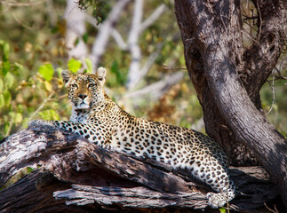 Leopard in resting and watching in tree 