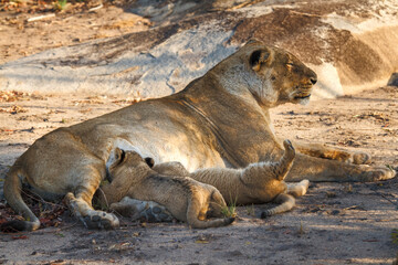 Lion cubs with nursing lioness (mother) in late afternoon. Earth Lodge, Sabi Sands, South Africa