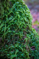 Massive moss on the oak tree. November 2020