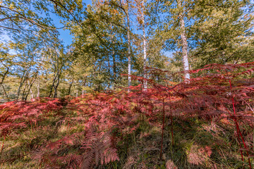 Red ferns in the wood