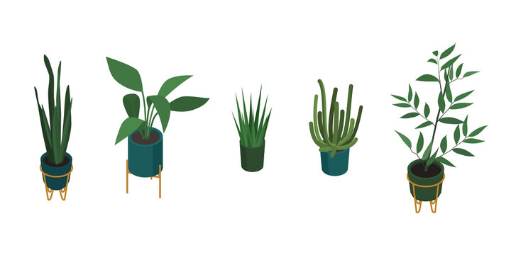 Set of isometric potted plant. Vector collection. Illustration in flat design.
