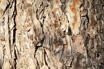 bark of a tree