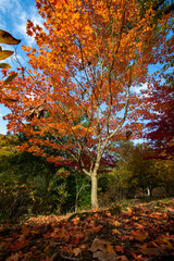 Rich autumn colours at English country garden