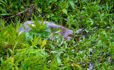 Yellow Slider Turtle in grass at Garden Lake in Rome Georgia