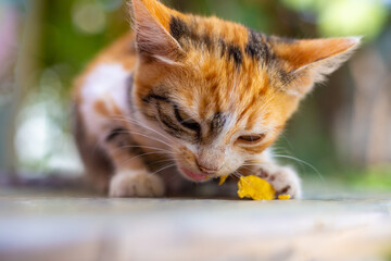 small ginger spotted kitten eating, pet proper nutrition