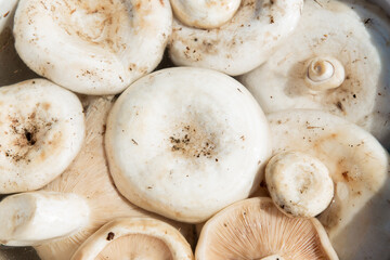 White Lactarius resimus mushroom genus Lactarius family Russulaceae. Natural background of raw peeled mushrooms, close-up.