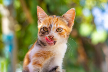 a small ginger spotted kitten licks its lips after eating, sticking out its tongue. Proper pet nutrition
