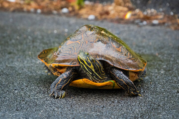 Wild Yellow Slider at Garden Lake in Rome Georgia.