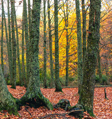 trees in autumn with their red leaves on the ground and other trees with yellow leaves