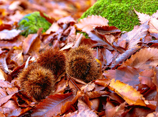 chestnuts among the leaves on the ground in autumn

