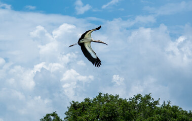 Wood Storks at Harris Neck Wildlife Refuge in breeding colony in Georgia.
