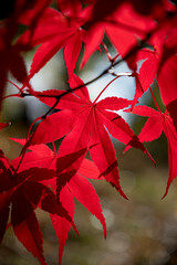 Vibrant red autumn leaves against the light