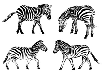 Fototapeta na wymiar Vector set of zebras isolated on white background, illustration