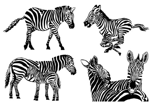 Vector set of zebras isolated on white background, illustration