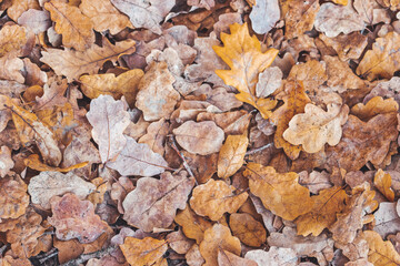 oak colored leaves lie beautifully on the ground