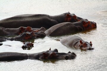 Group of hippos resting in water, Selous, Tanzania.