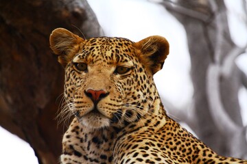 Close up of male wild leopard in Ruaha National Park, Tanzania.