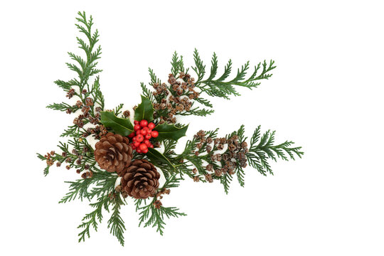 Winter holly, cedar cypress leaves, pine cone decoration forming a festive natural display element for Christmas &  New Year on white background. Flat lay, top view, copy space.