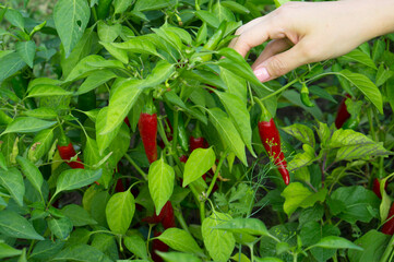 Red hot pepper bush on the farm